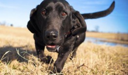 钓鱼人卷毛 爆料视频大全,揭秘钓鱼技巧与心得分享